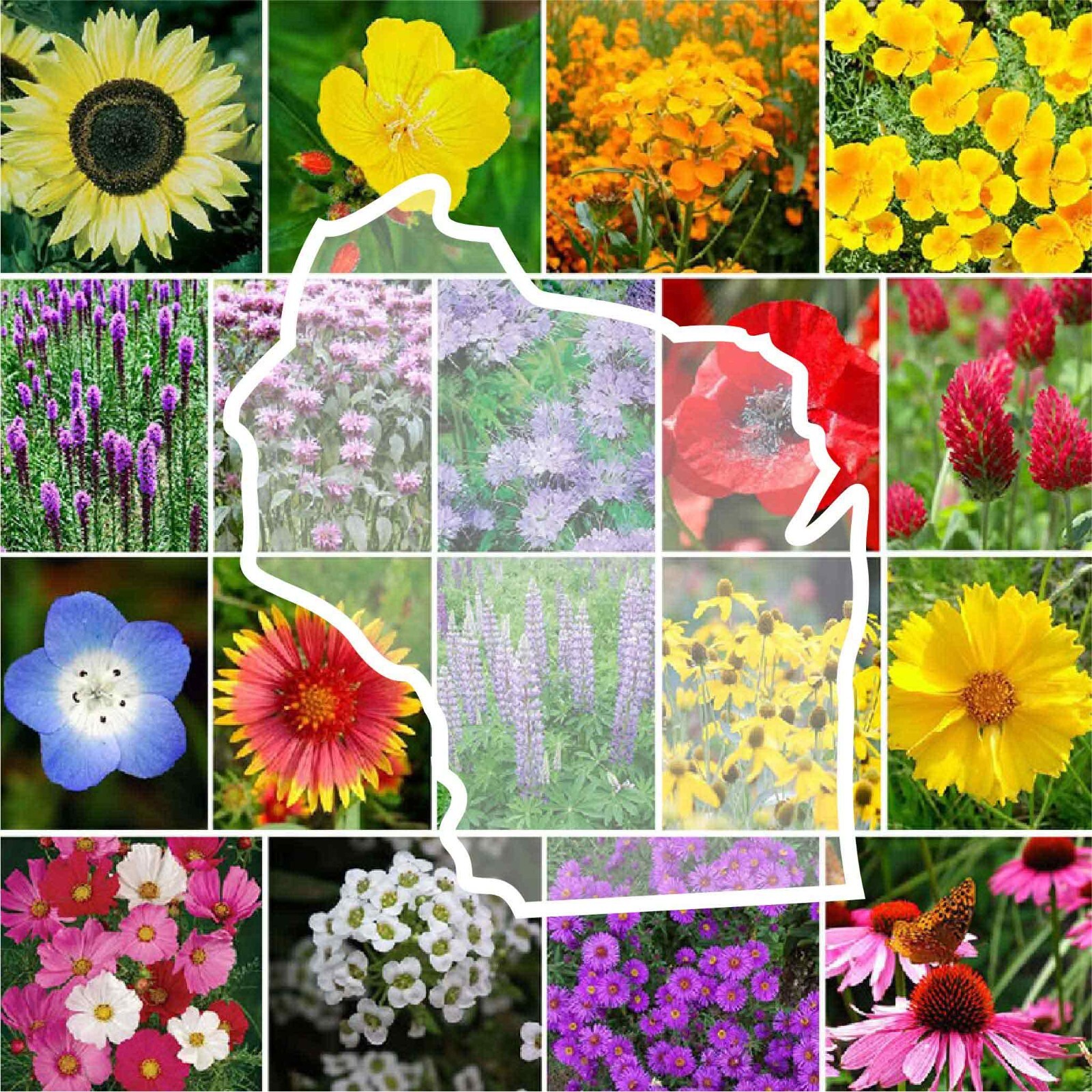 Wildflower WISCONSIN State Flower Mix Perennials Annuals Non-GMO 1000 Seeds gallery