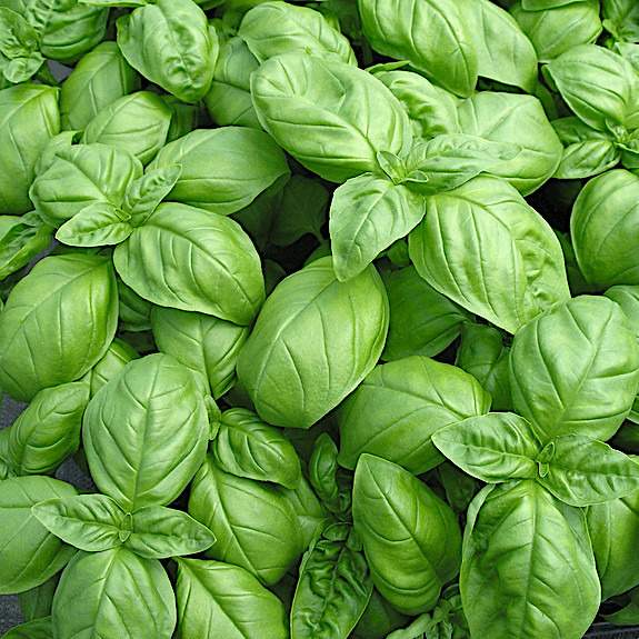 Genovese Basil Seeds | Heirloom / Non-GMO | Free Shipping | Seed Store | 1126 gallery
