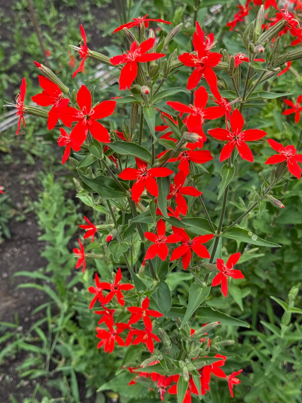 100 Royal catchfly - Silene regia - Seeds gallery