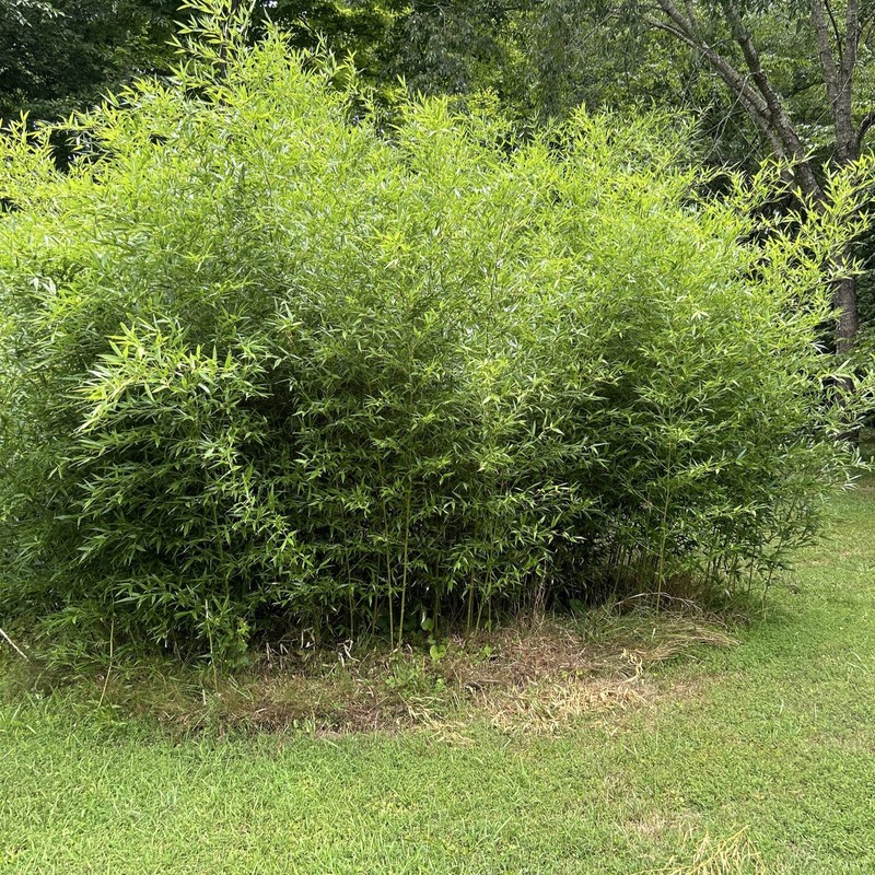 Golden Fishpole Bamboo Live Rhizome Bare Root Plant Not Seed Spreads Quickly gallery