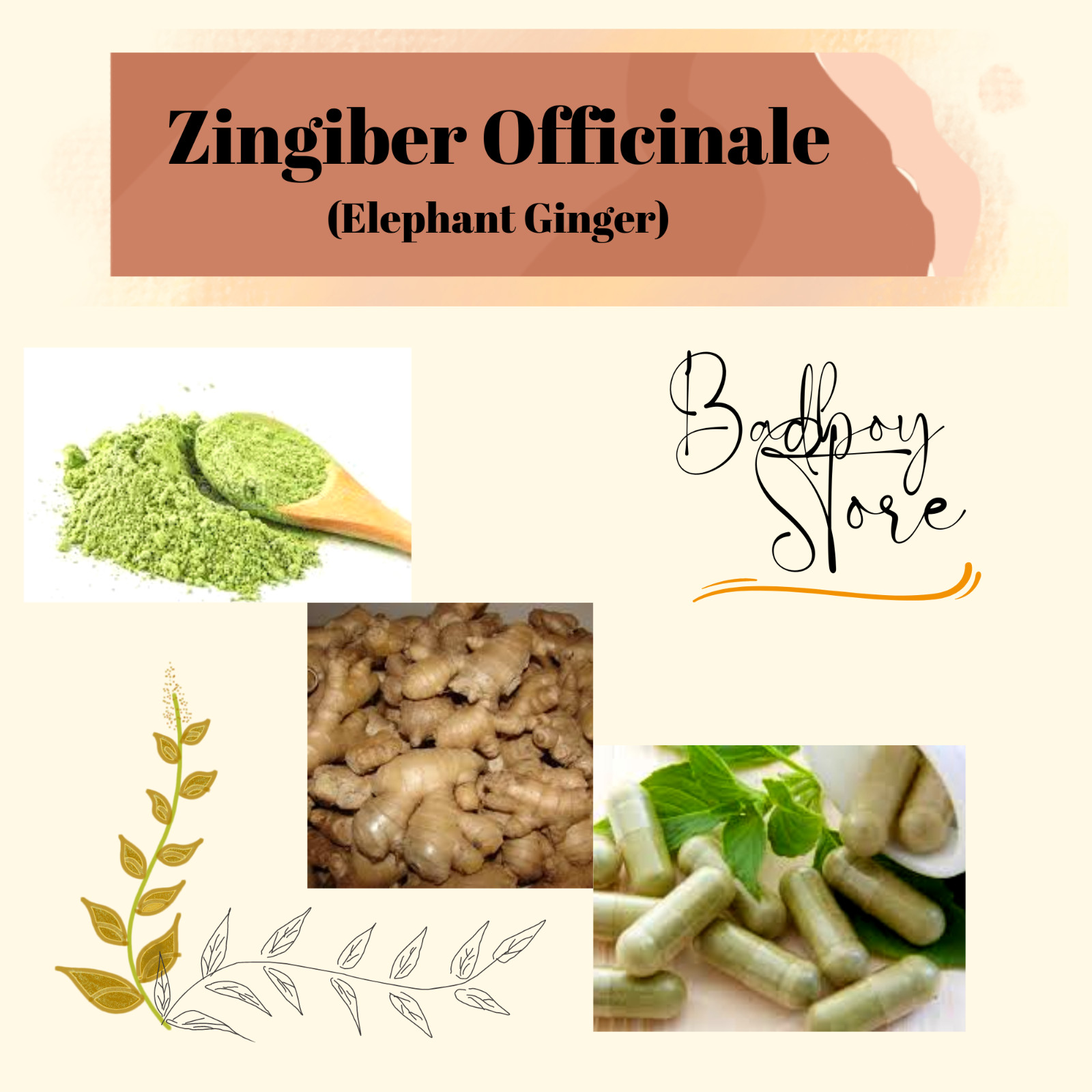 POWDER Elephant Ginger Zingiber Officinale Organic gallery