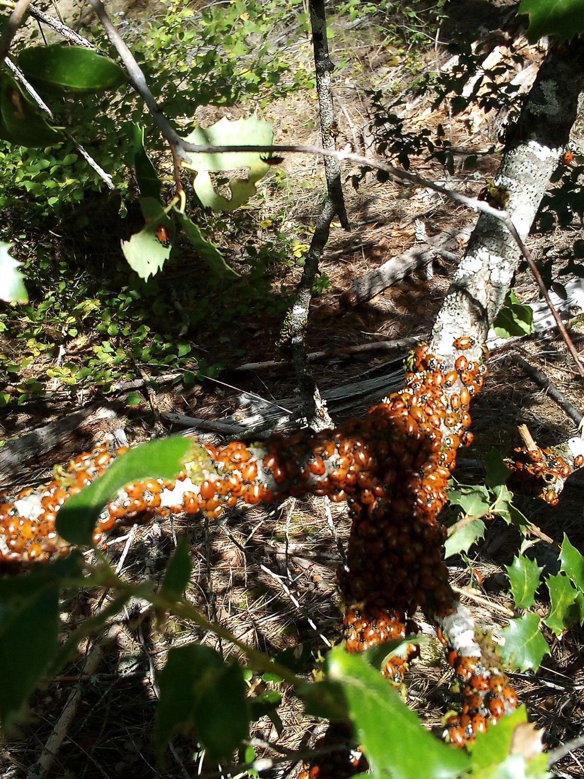 1500 Live Ladybugs gallery