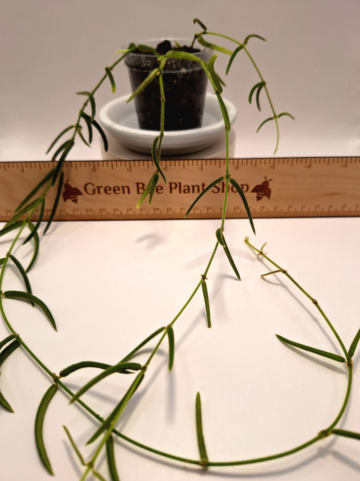 Hoya Linearis-Several Active Growth Points-Longest Strand 24" - 3 Rooted Strands gallery
