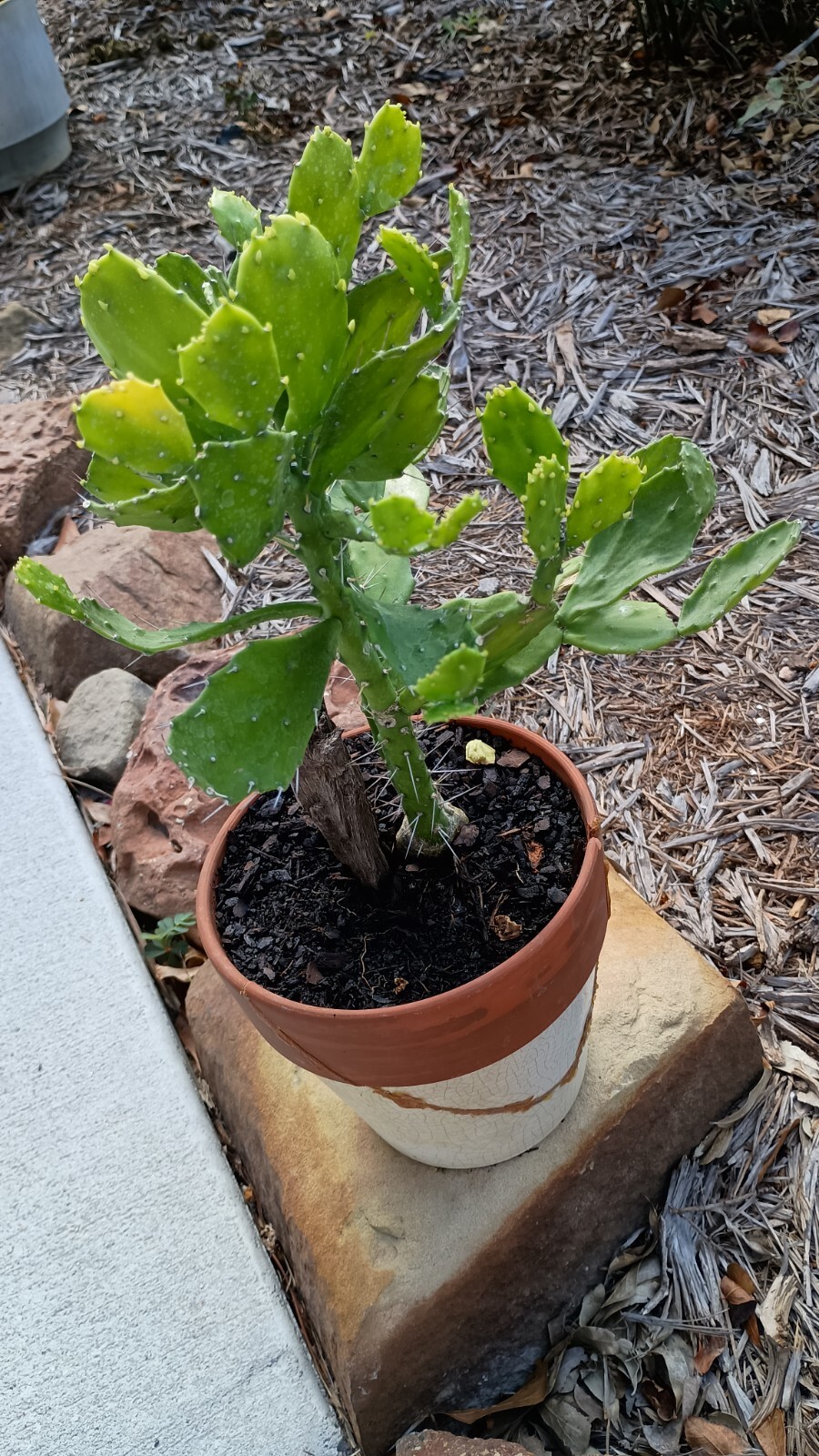 Brazilian Prickly Pear Cactus W/ Roots gallery