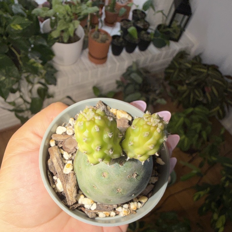 Snowman Cactus 🌵 ⛄️ with growing babies. gallery