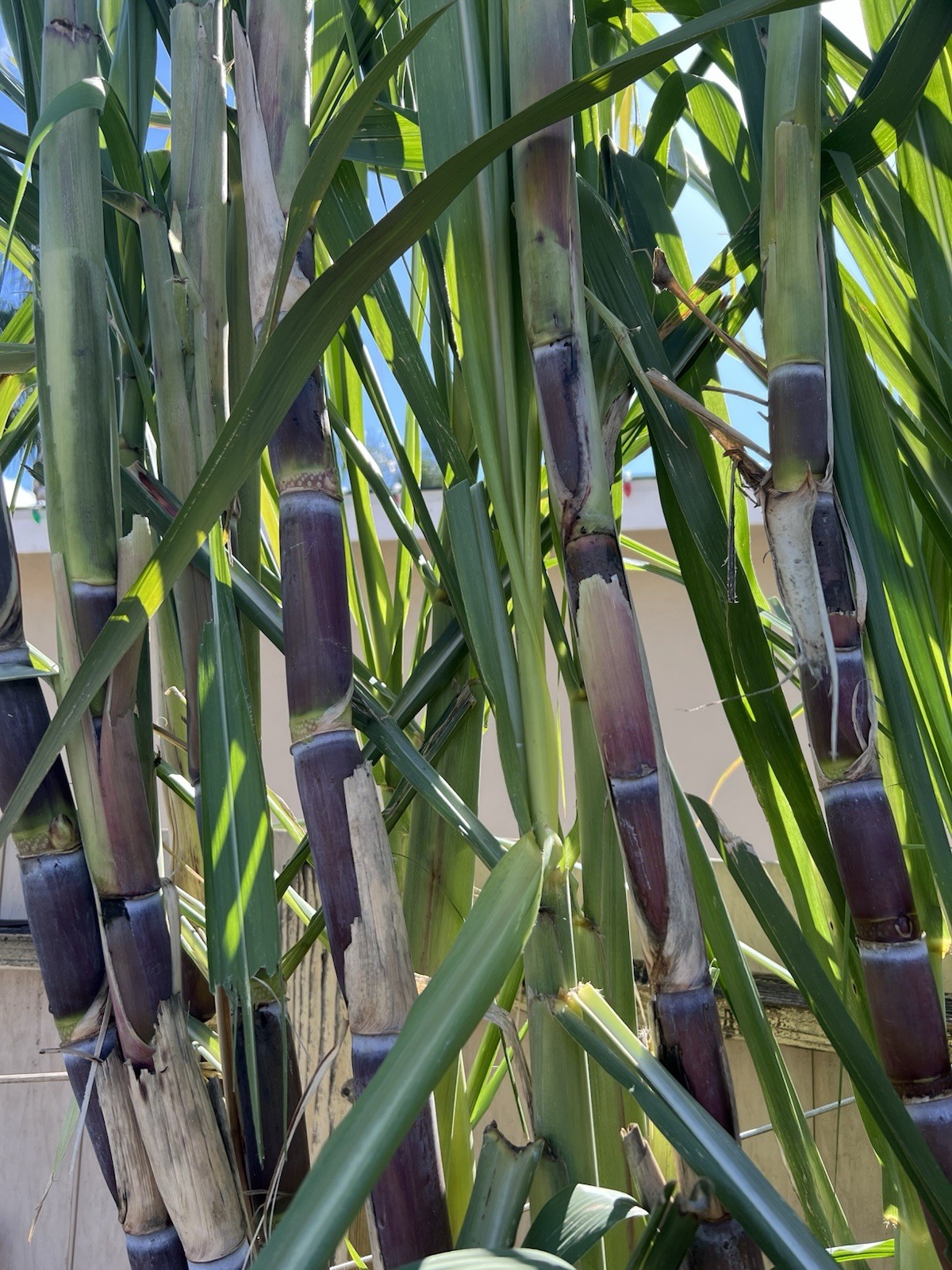 5pcs Rooted Dark Purple Green Sugarcane Cutting Sweet Juicy Ready To Plant gallery