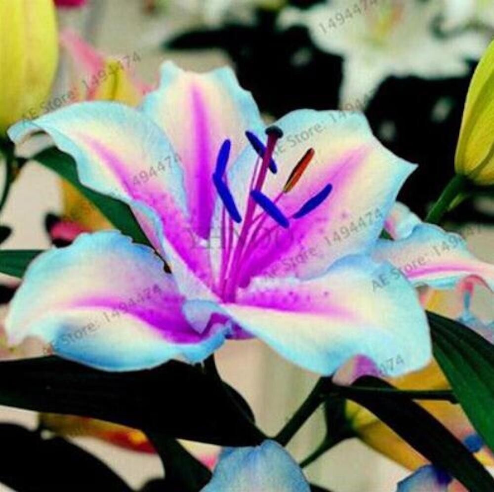 20 SEEDS for Blue/violet LILY RARE flower exotic home garden plant USA Seller gallery
