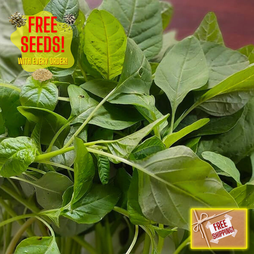 Fresh Green Leaf Amaranth Seeds | Lu Hsien | Heirloom Non-GMO | Asian Vegetables gallery