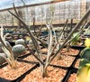Cactus- Astrophytum caput-medusae 2.75" pot (5yo seed grown| flowering size) gallery
