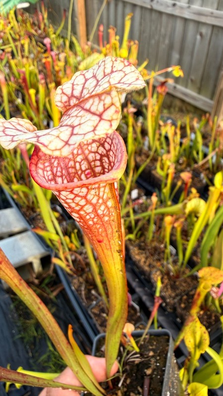 Sarracenia - 🔥🔥Drew McClain x Chalice of Malice🔥🔥 gallery