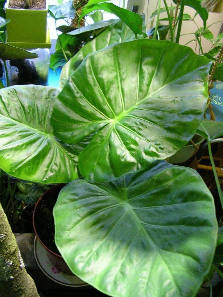 Alocasia - Calidora gallery