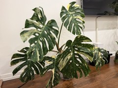 Large Monstera Thai Constellation 46”+ Plant NYC local pickup EXACT PLANT