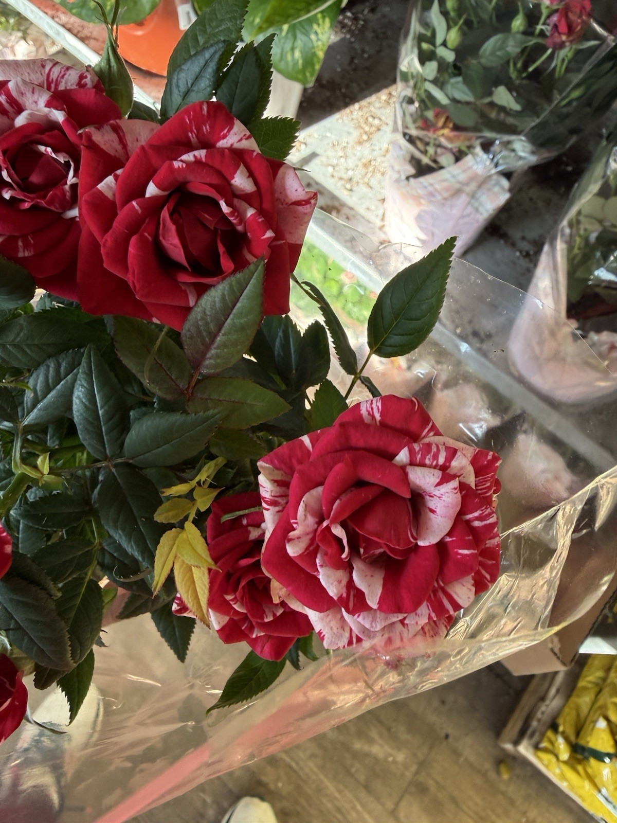 Mini Rose Plant Red and Pink gallery