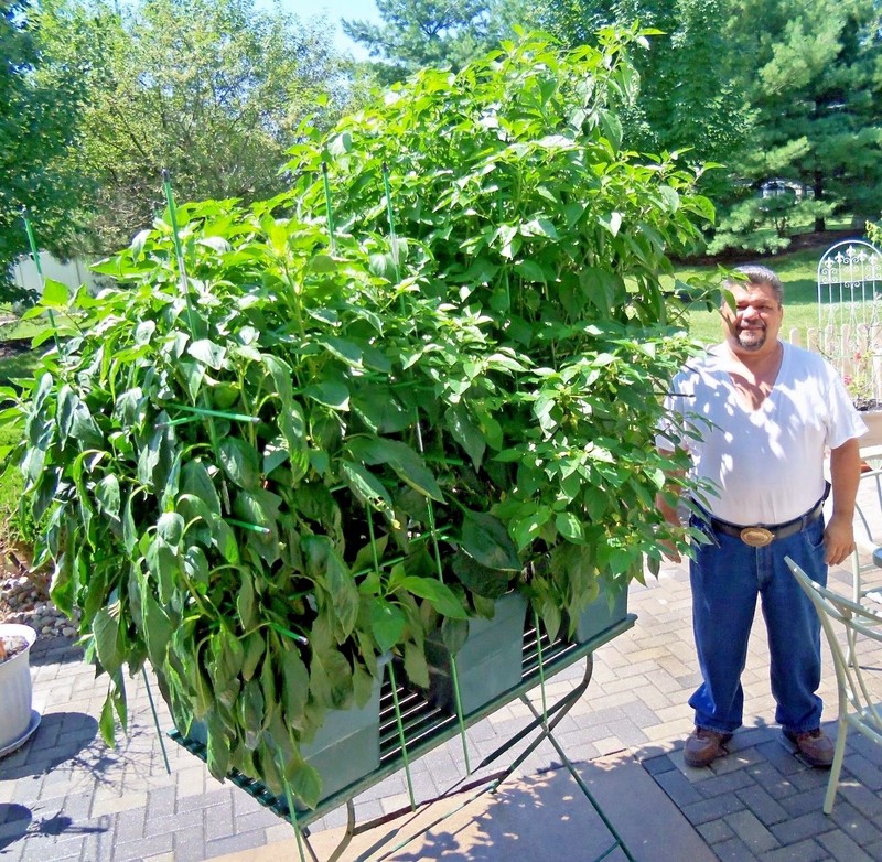 Red Hot Cherry pepper seeds non-gmo heirloom open pollinated gallery