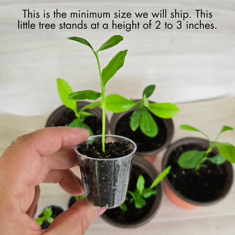 Lemon Meyer Trees Live Starter Plants, Meyer Seedling, Rooted, Grown from Seed gallery