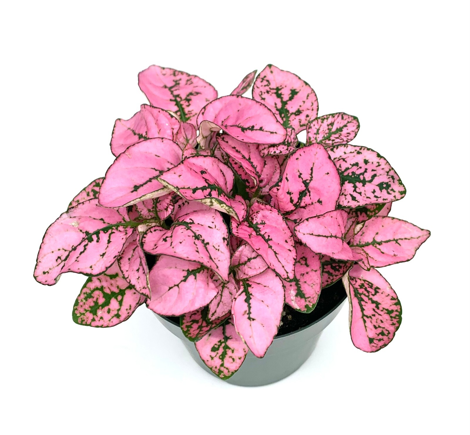 Hypoestes Pink Splash Live Potted House Plants Air Purifying, 2.5" Pot gallery