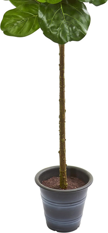 5Ft. Fiddle Leaf Artificial Tree in Stylish Decorative Planter gallery