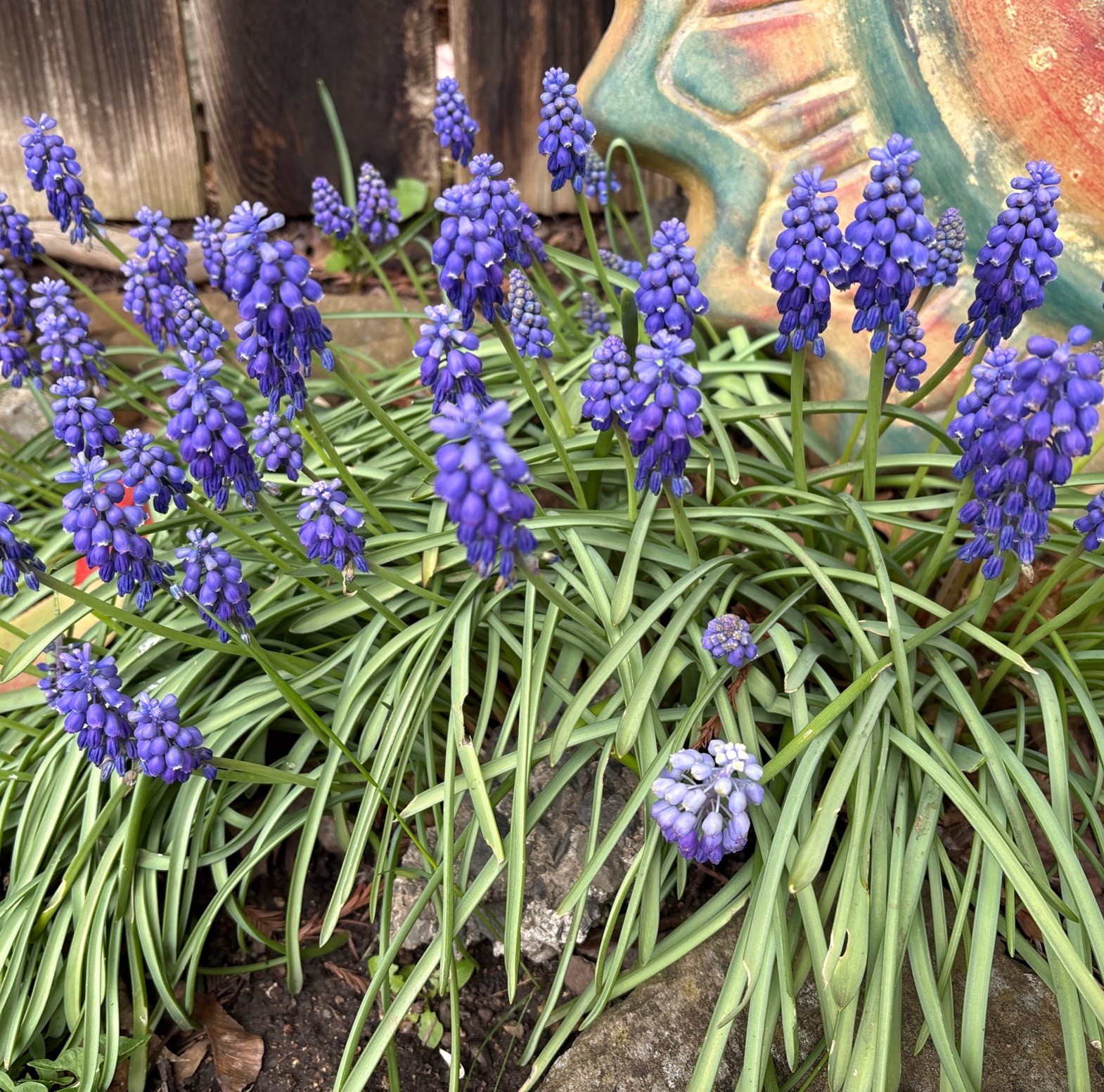 Fresh Grape Hyacinth Bulbs for Planting - muscari Armeniacum- Beautiful Sprin... gallery