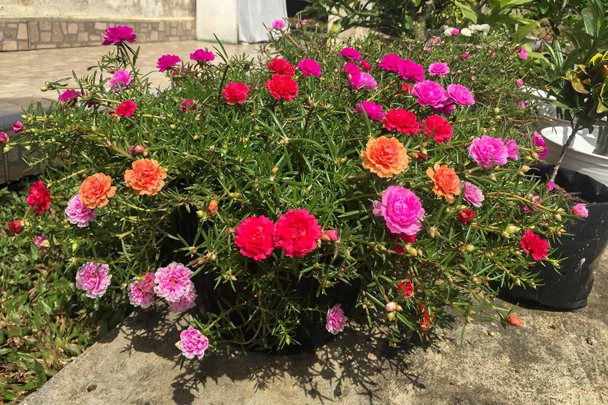 Portulaca Grandiflora, Double Moss Rose, Mix 500 Seeds Free Shipping! gallery