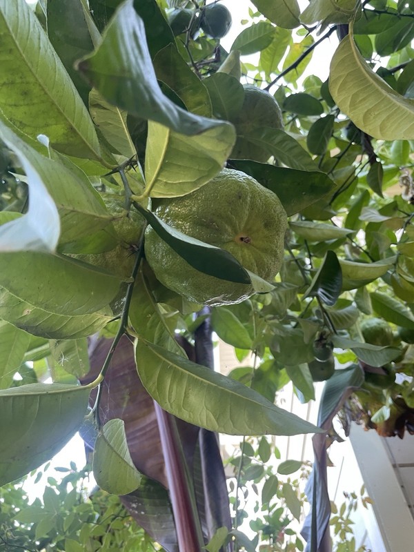20 Seeds Giant Lemon Fruit World Largest Giant Ponderosa For Planting gallery