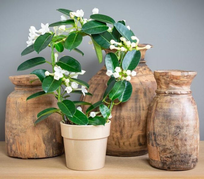 Madagascar jasmine ~GREEN LEAF STEPHANOTIS ~Small Rooted STARTER Plant~Fragrant! gallery