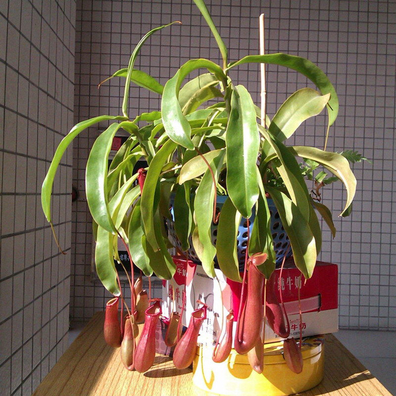Nepenthes Macfarlanei ~ Spectacular Highland Large Pitcher Plant ~ RARE100Seeds gallery