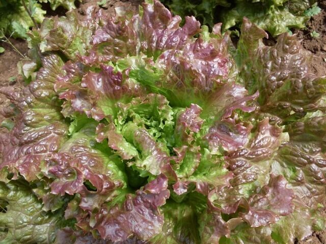 1 Gram Fresh | NON-GMO | Red Sails Loose-Leaf Premium Lettuce Seeds-B 42 gallery