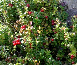 LINGONBERRY Vaccinium Vitis-idaea - 250 Bulk Seeds gallery
