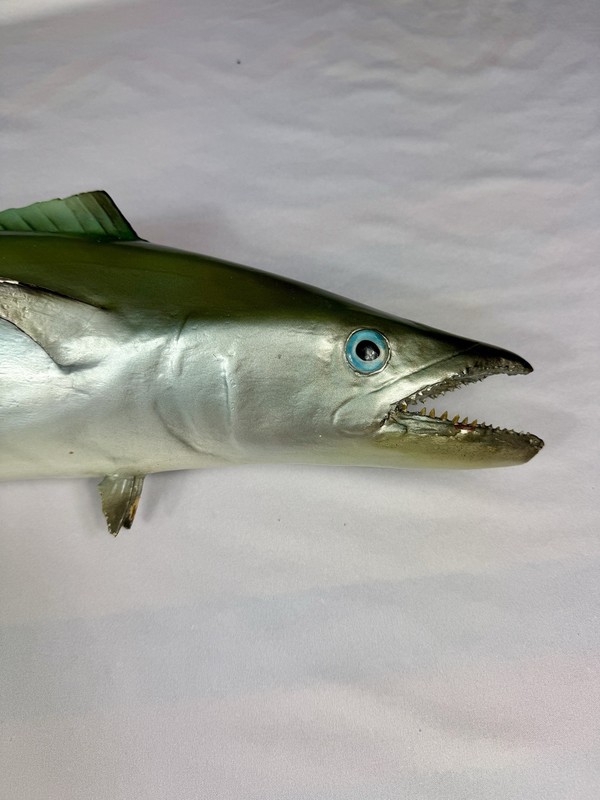 Kingfish - Half Mount Fish Replica - 32 Inches Long gallery