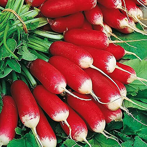 French Breakfast Radish Seeds | Heirloom / Non-GMO | Free Shipping | 1095 gallery