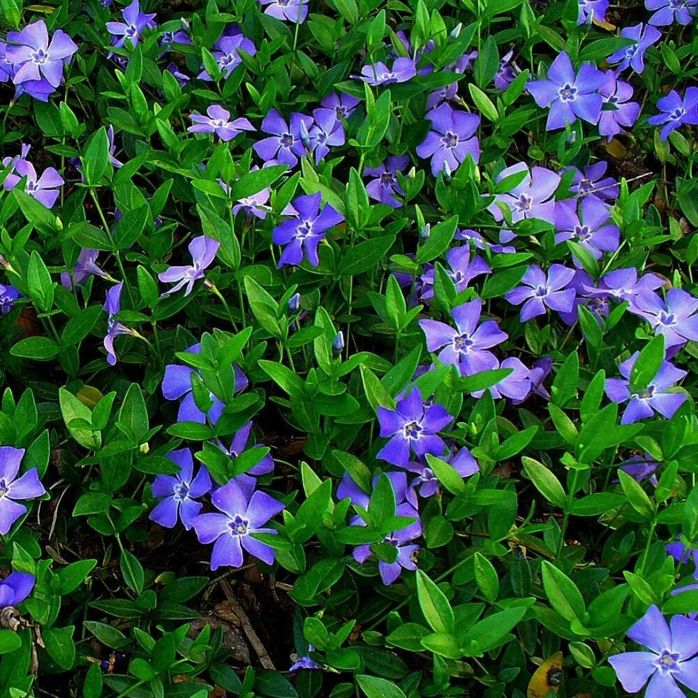 25 Vinca Minor Periwinkle Creeping Myrtle Perennial Evergreen Ground Cover gallery