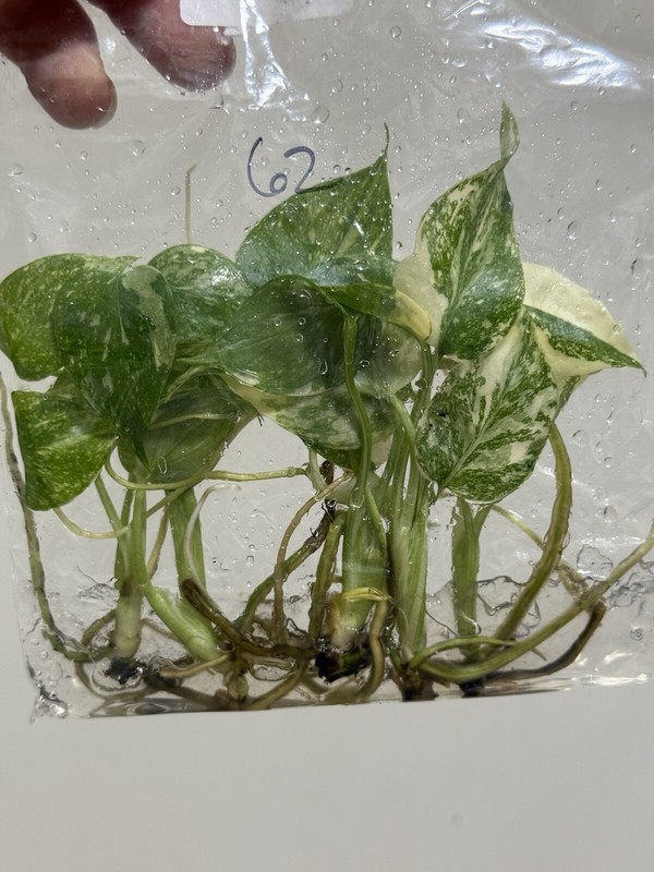 6 Variegated Monstera Thai Constellation TC Bag gallery