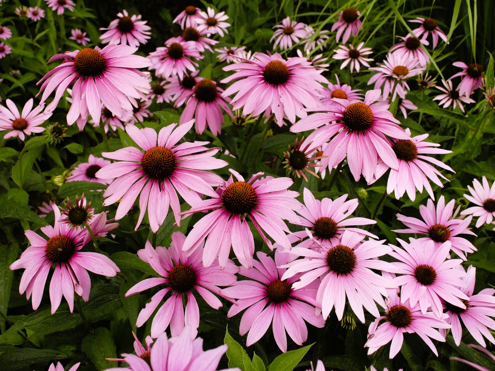 Live Magnus CONEFLOWER Plant + ECHINACEA Purpurea - [Pint Pot] - Perennial gallery