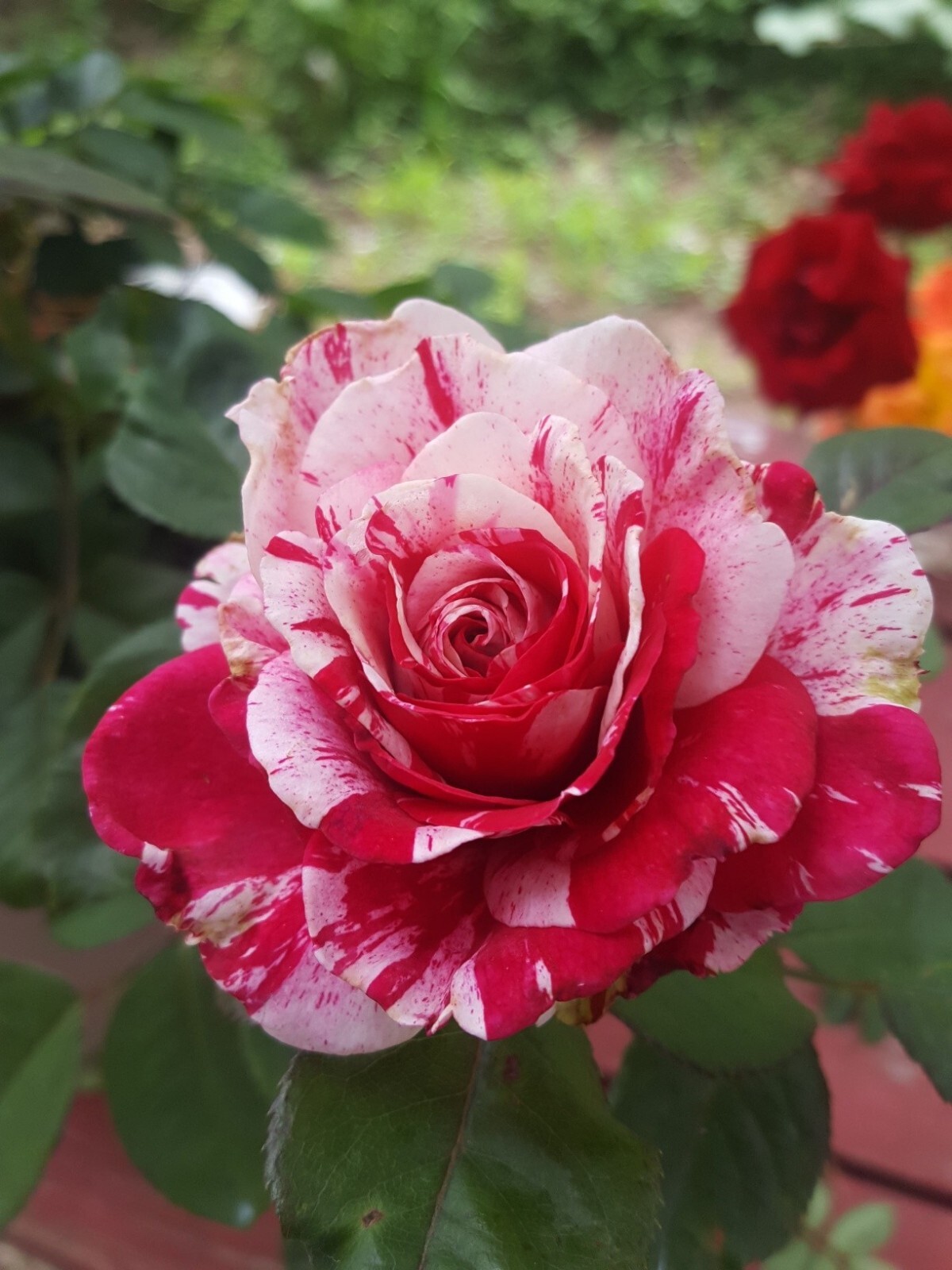 SCENTIMENTAL Floribunda Large Double Blooms Rose 2 Gal Bush Plants Plant Roses gallery