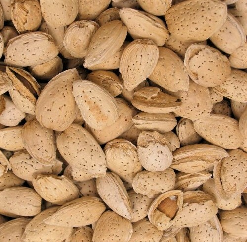 In-shell Raw Almonds- California Grown Fresh Crop gallery