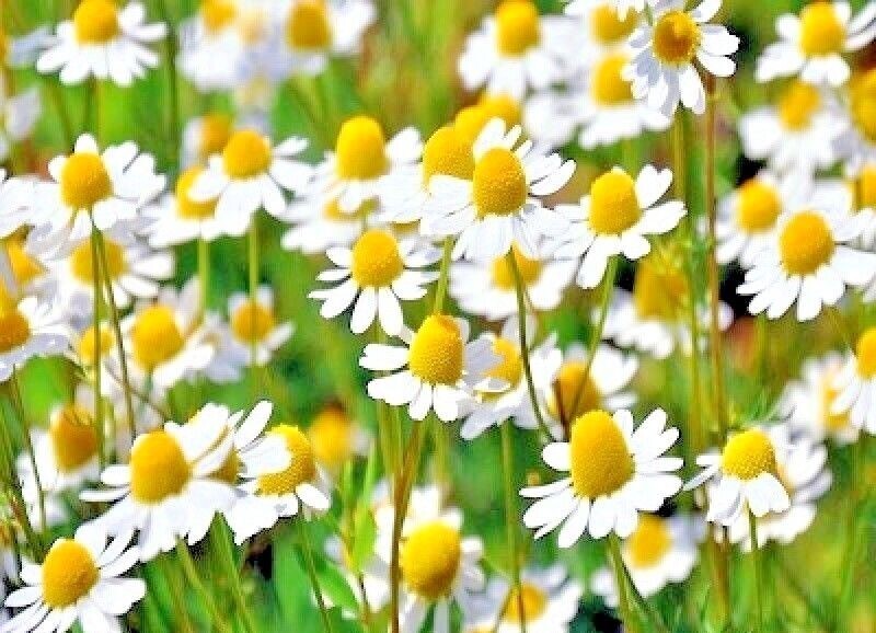 2000+Common German Chamomile Seeds Tea Chamomile Wild Chamomile Annual Herb USA gallery