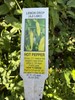 Lemon Drop / Aji Limon Pepper Seeds 25+ Seeds Citrusy & Spicy Free Shipping. gallery