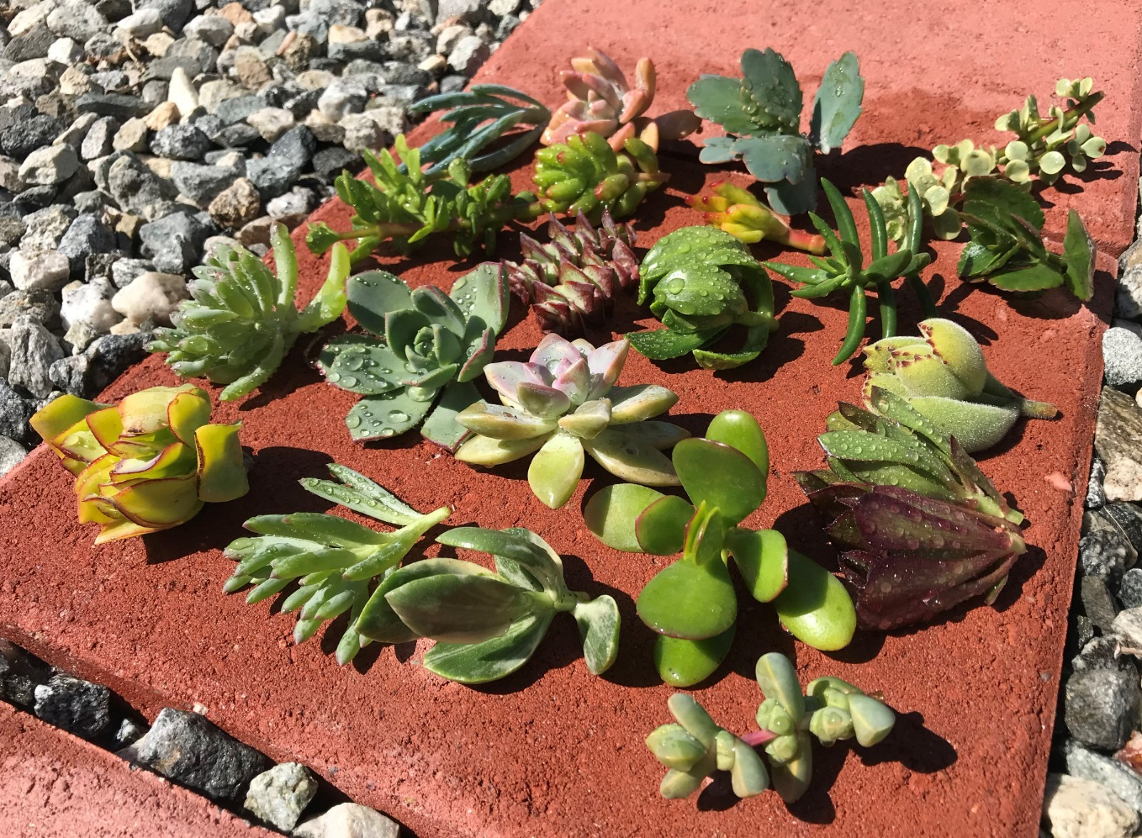 15 Assorted Random Varieties Live Succulent Cactus Plants Unrooted cuttings only gallery