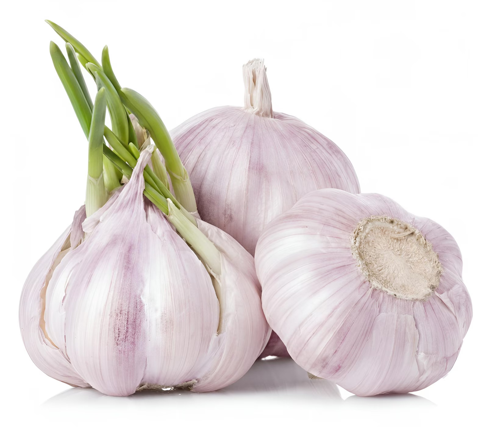 California Early Softneck Garlic | Heirloom Non-GMO Seed for Planting & Eating gallery
