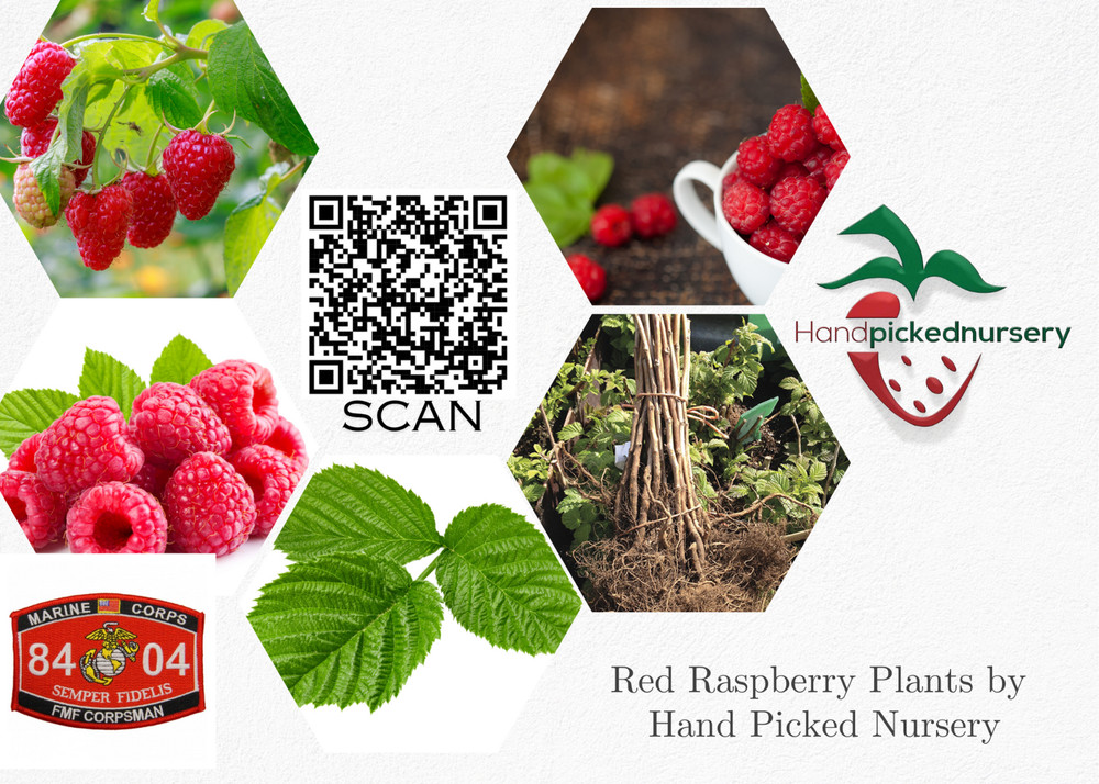 Joan J Raspberry - 2 Red Raspberry Plants - Everbearing - Organic Grown -