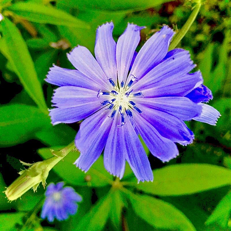 500 Chicory Seeds / Blue/ Perennial/Coffee Subst/Flowers/free Shipping gallery