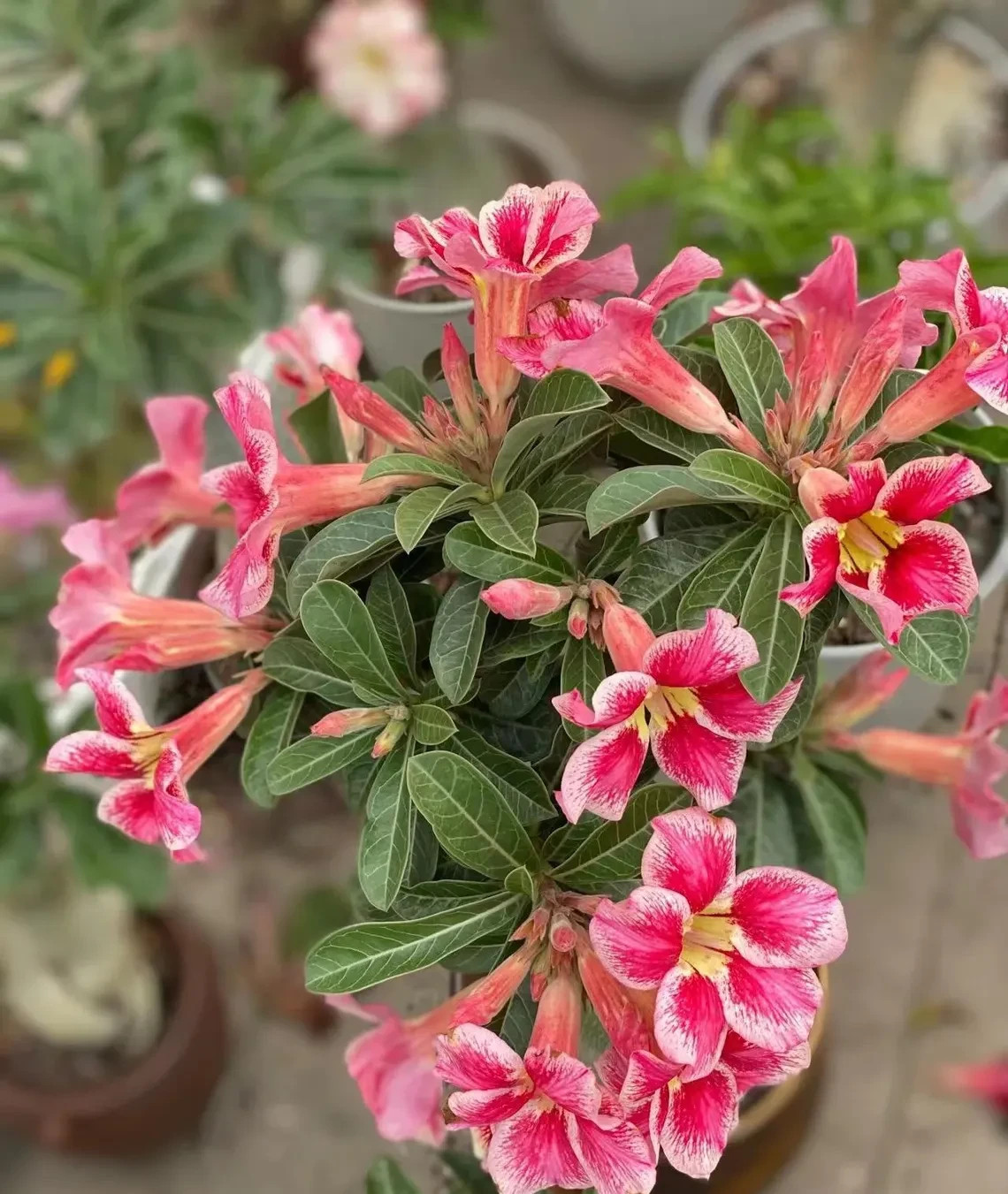 5Pcs Rare Desert Rose Seeds Garden Flower Decor-seed gallery