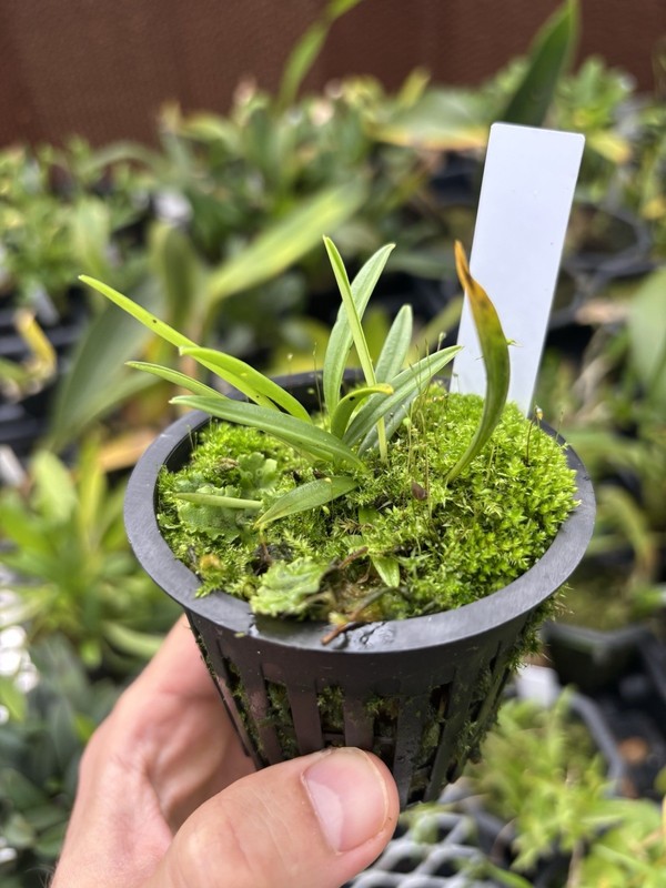 Masdevallia leucantha Rare Miniature Orchid Species Bloom Size gallery