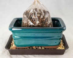 6″ Rectangular Glazed Teal Green Cactus & Succulent, Bonsai Pot – Pot/Combo/Kit
