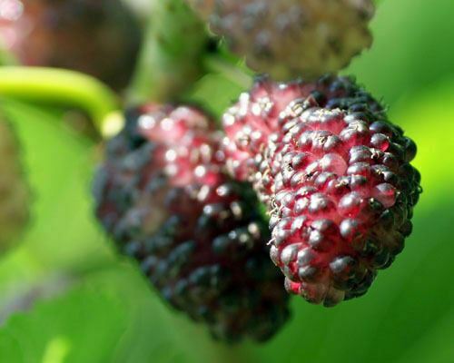 Mulberry Tree - 'Illinois Everbearing' - Live Plant, Excellent Fruit gallery