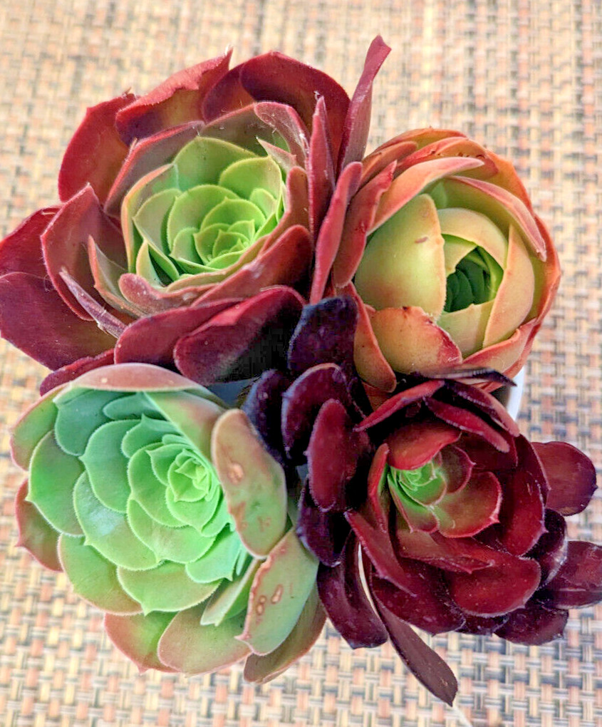 QUARTET (= A SET OF 4 DIFFERENT) AEONIUM CUTTINGS - 2" (= 5 CM) DIAMETER gallery