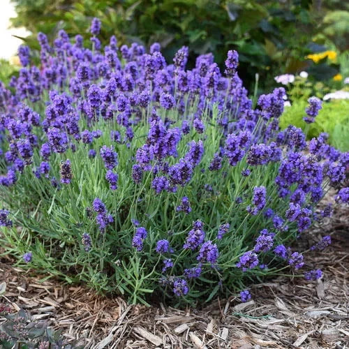 English Lavender (Lavandula x intermedia) non-GMO Heirloom seeds 100ct gallery