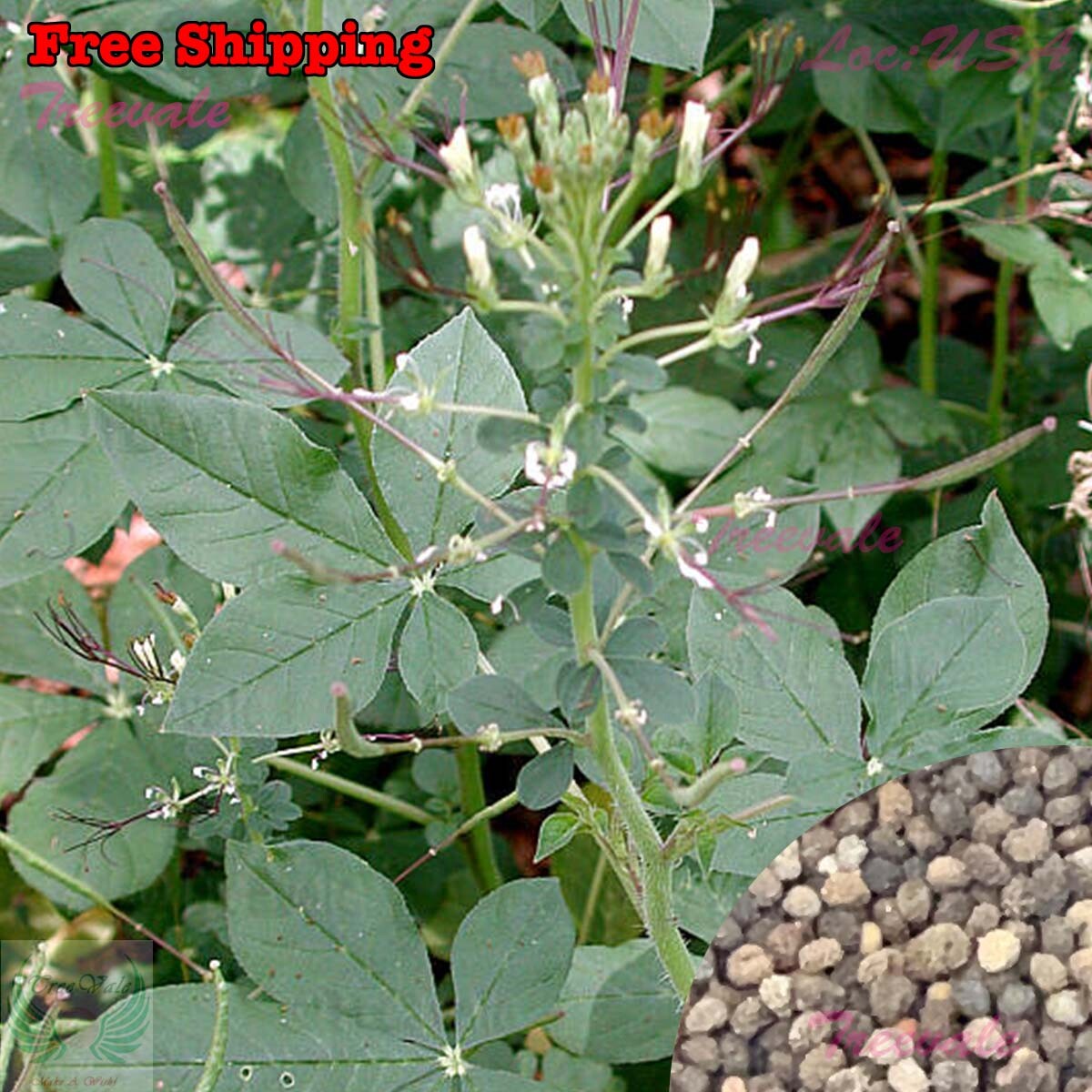 Wild Spider Flower, Cleome Gynandra, Thai Cleome, PhakSian SEEDS | NON-GMO gallery