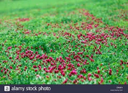 CRIMSON CLOVER SEED For Deer Food Plot Pastures Hay Silage Bees Reseeding Clover gallery
