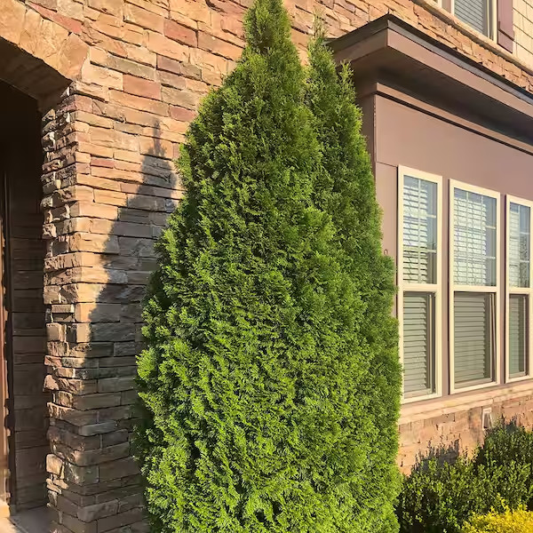 1 Gal. Emerald Green Arborvitae Shrub with Green Foliage gallery